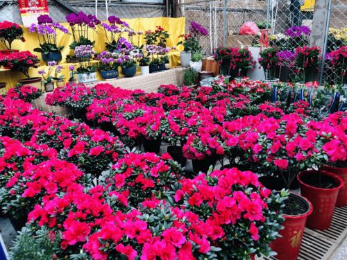 濰有年味，花卉市場購銷兩旺