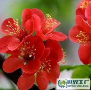 基地直銷優(yōu)質(zhì)花卉苗木 西府海棠、帖梗海棠與紅寶石海棠