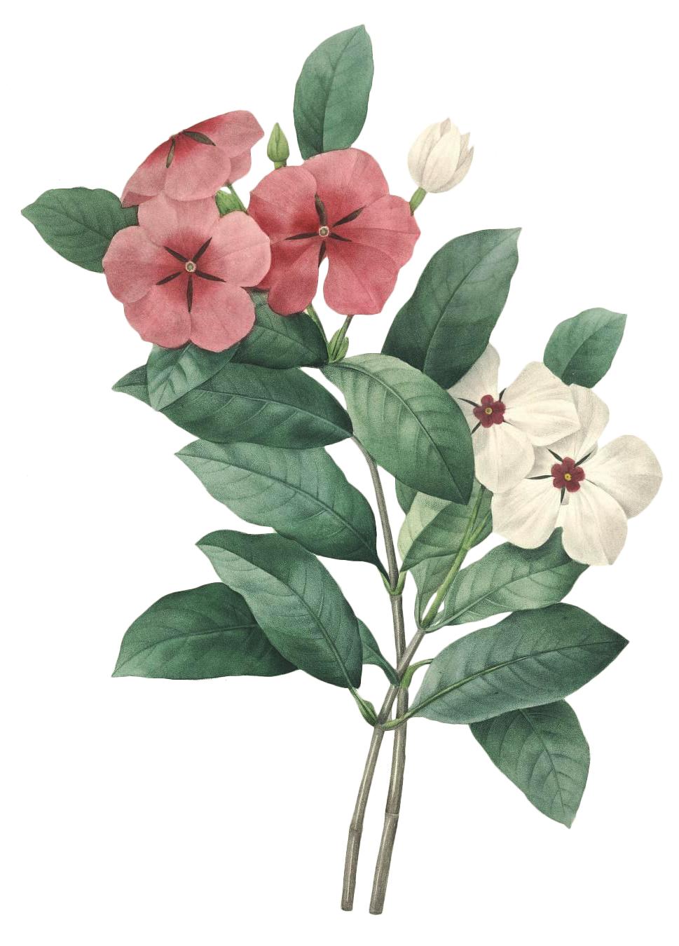 絢爛花語 高清花卉素材的藝術(shù)與應(yīng)用