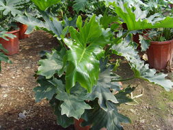 海口茜淋花卉種苗 為您的家居生活增添自然色彩